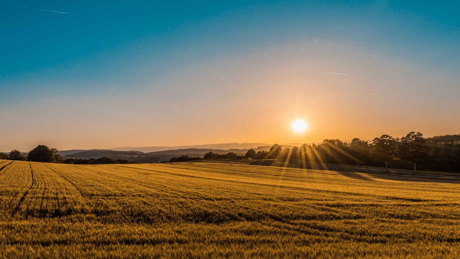 Zeleno polje i šuma u daljini
